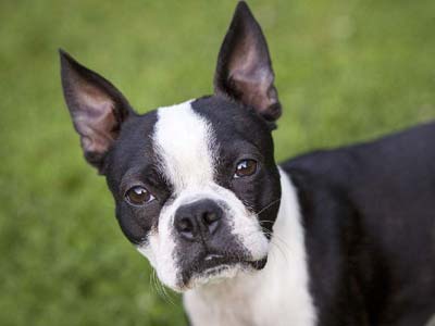 Boston Terrier